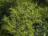 Eryngium campestre 24, Kruisdistel, Saxifraga-Jan van der Straaten