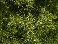 Eryngium campestre 25, Kruisdistel, Saxifraga-Jan van der Straaten