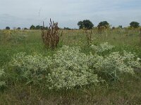 Eryngium campestre 26, Kruisdistel, Saxifraga-Willem van Kruijsbergen