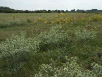 Eryngium campestre 29, Kruisdistel, Saxifraga-Willem van Kruijsbergen