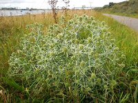 Eryngium campestre 32, Kruisdistel, Saxifraga-Ed Stikvoort