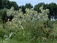 Eryngium campestre 33, Kruisdistel, Saxifraga-Ed Stikvoort