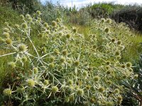 Eryngium campestre 35, Kruisdistel, Saxifraga-Ed Stikvoort