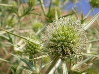 Eryngium campestre 37, Kruisdistel, Saxifraga-Ed Stikvoort