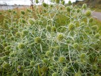 Eryngium campestre 38, Kruisdistel, Saxifraga-Ed Stikvoort