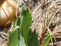 Eryngium campestre 39, Kruisdistel, Saxifraga-Rutger Barendse