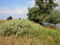 Eryngium campestre 4, Kruisdistel, Saxifraga-Roel Meijer