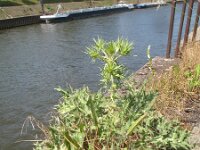 Eryngium campestre 46, Kruisdistel, Saxifraga-Rutger Barendse