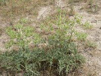 Eryngium campestre 47, Kruisdistel, Saxifraga-Willem van Kruijsbergen