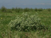 Eryngium campestre 5, Kruisdistel, Saxifraga-Dirk Hilbers