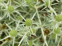 Eryngium campestre 55, Kruisdistel, Saxifraga-Tom Heijnen