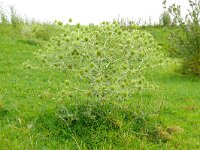 Eryngium campestre 57, Kruisdistel, Saxifraga-Hans Grotenhuis