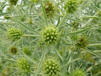 Eryngium campestre 60, Kruisdistel, Saxifraga-Hans Grotenhuis