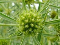 Eryngium campestre 61, Kruisdistel, Saxifraga-Hans Grotenhuis