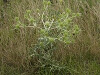Eryngium campestre 7, Kruisdistel, Saxifraga-Willem van Kruijsbergen