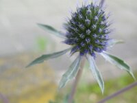 Eryngium planum 10, Saxifraga-Rutger Barendse