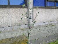 Eryngium planum 11, Saxifraga-Rutger Barendse