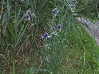 Eryngium planum 12, Saxifraga-Rutger Barendse