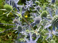 Eryngium planum 15, Saxifraga-Rutger Barendse