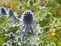 Eryngium planum 16, Saxifraga-Rutger Barendse