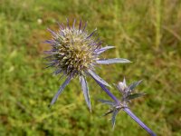 Eryngium planum 18, Saxifraga-Ed Stikvoort