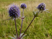 Eryngium planum 19, Saxifraga-Ed Stikvoort