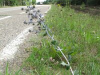 Eryngium planum 2, Saxifraga-Rutger Barendse
