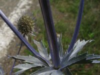 Eryngium planum 4, Saxifraga-Rutger Barendse