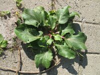 Eryngium planum 5, Saxifraga-Rutger Barendse