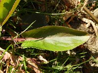 Eryngium planum 6, Saxifraga-Rutger Barendse