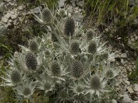 Eryngium spinalba 10, Saxifraga-Willem van Kruijsbergen