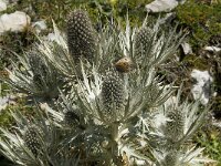 Eryngium spinalba 11, Saxifraga-Willem van Kruijsbergen