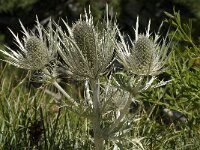 Eryngium spinalba 2, Saxifraga-Jan van der Straaten