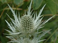 Eryngium spinalba 6, Saxifraga-Jan van der Straaten
