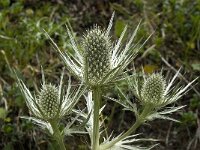 Eryngium spinalba 8, Saxifraga-Willem van Kruijsbergen