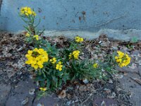 Erysimum aureum 4, Kleine muurbloem, Saxifraga-Ed Stikvoort : Amsterdam Den Haag
