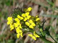 Erysimum carniolicum 3, Saxifraga-Jasenka Topic