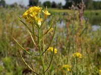 Erysimum cheiranthoides 19, Gewone steenraket, Saxifraga-Ed Stikvoort