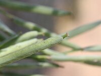Erysimum cheiri 2, Muurbloem, Saxifraga-Rutger Barendse