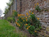 Erysimum cheiri 25, Muurbloem, Saxifraga-Ed Stikvoort