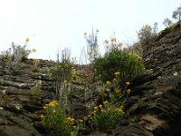 Erysimum cheiri 27, Muurbloem, Saxifraga-Rutger Barendse