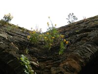Erysimum cheiri 28, Muurbloem, Saxifraga-Rutger Barendse
