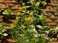 Erysimum cheiri 31, Muurbloem, Saxifraga-Rutger Barendse