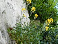 Erysimum cheiri 37, Muurbloem, Saxifraga-Rutger Barendse