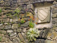 Erysimum cheiri 44, Muurbloem, Saxifraga-Hans Grotenhuis