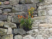 Erysimum cheiri 45, Muurbloem, Saxifraga-Hans Grotenhuis