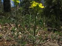 Erysimum dubium 2, Saxifraga-Rutger Barendse