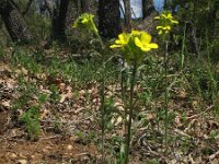 Erysimum dubium 4, Saxifraga-Rutger Barendse