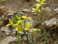 Erysimum duriaei 2, Saxifraga-Ed Stikvoort : Poncebos - Cordiñanes de Valdeón s9900