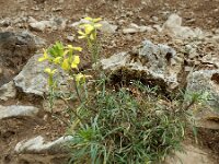 Erysimum duriaei 3, Saxifraga-Ed Stikvoort : Poncebos - Cordiñanes de Valdeón s9900